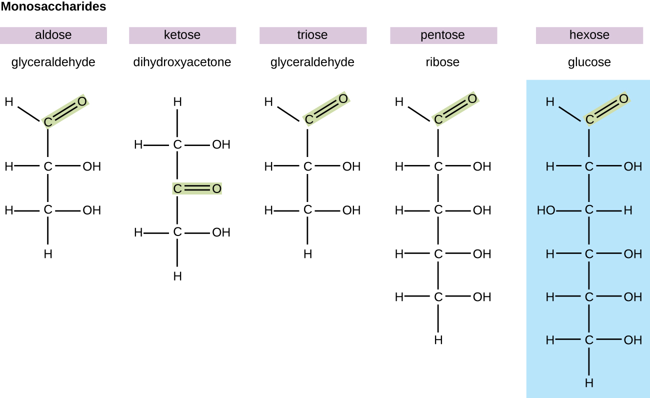 Carbohydrates · Microbiology