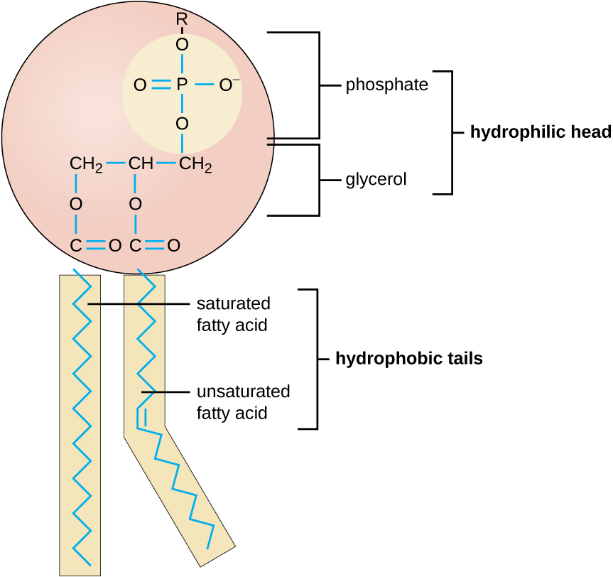 hydrophilic sugar phosphate backbone