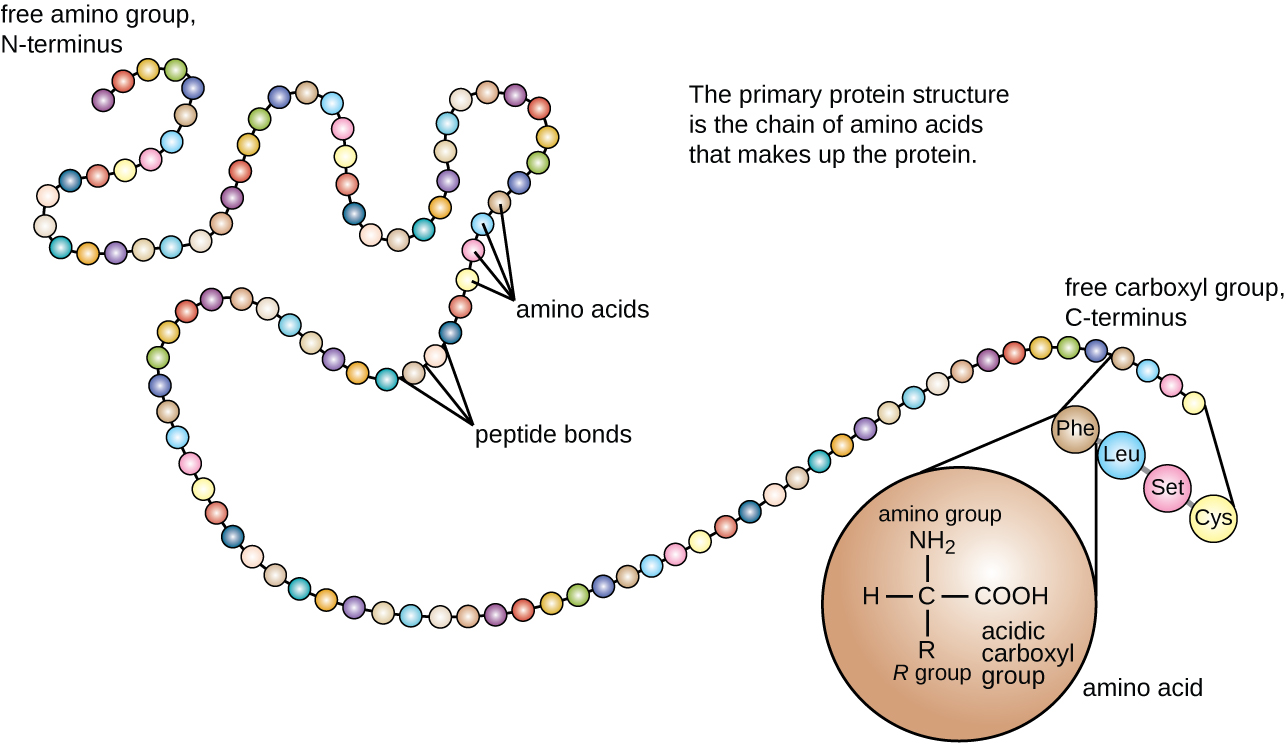 Proteins · Microbiology 3652