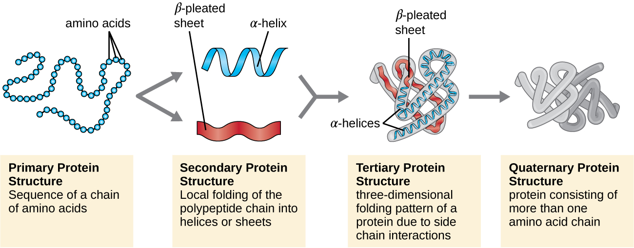 free download primary structure of protein