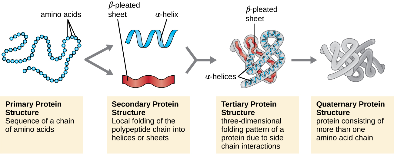 In Proteins That Only Have A Single Polypeptide Chain What Two Terms Are Synonymous