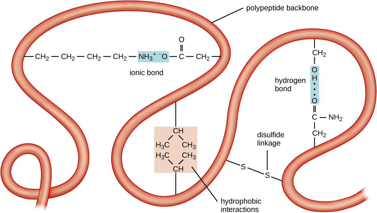 labeling carbon backbone amino acid