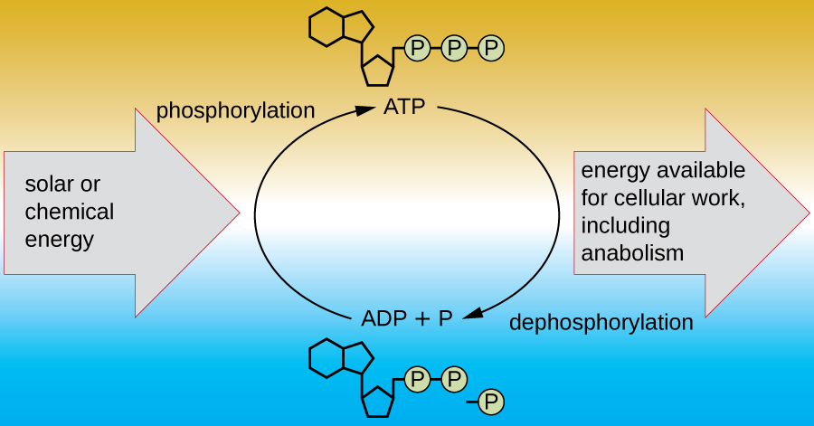 Is Energy Stored In Atp