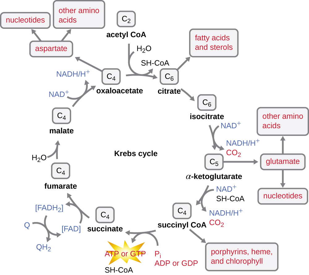 catabolism-of-carbohydrates-microbiology