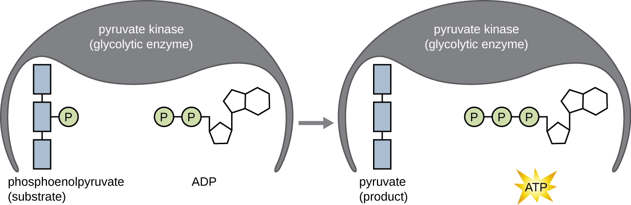 An enzyme has 2 substrates bound: ATP and another substrate. One of the phosphates from ATP is transferred to the other substrate.