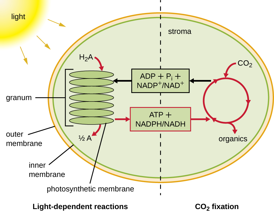 the-light-independent-reaction