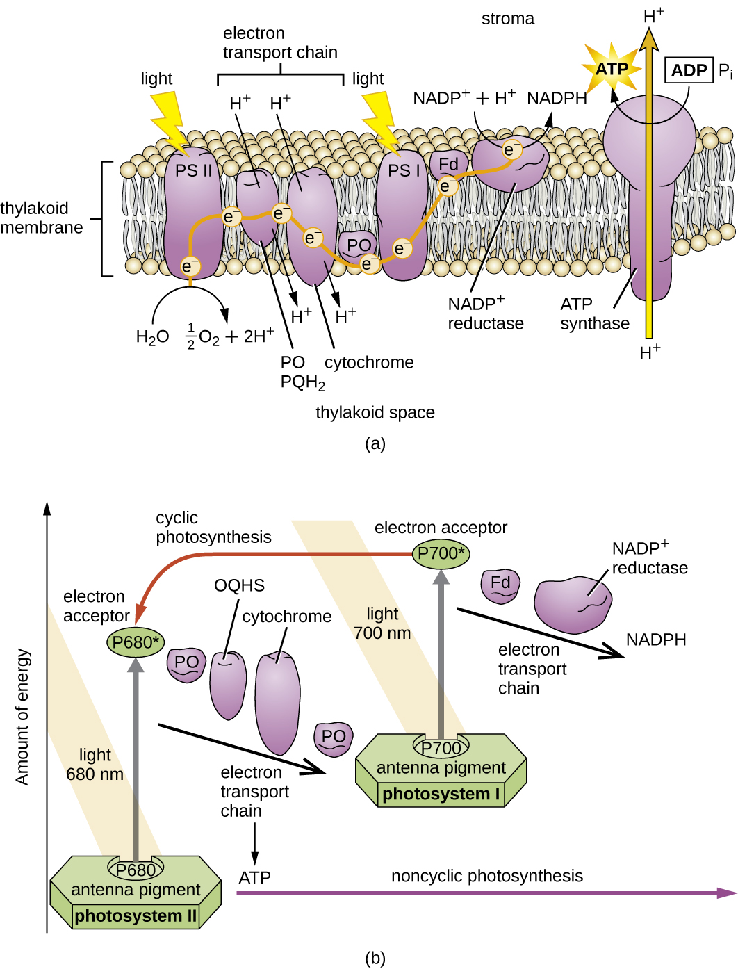 photosynthesis-microbiology