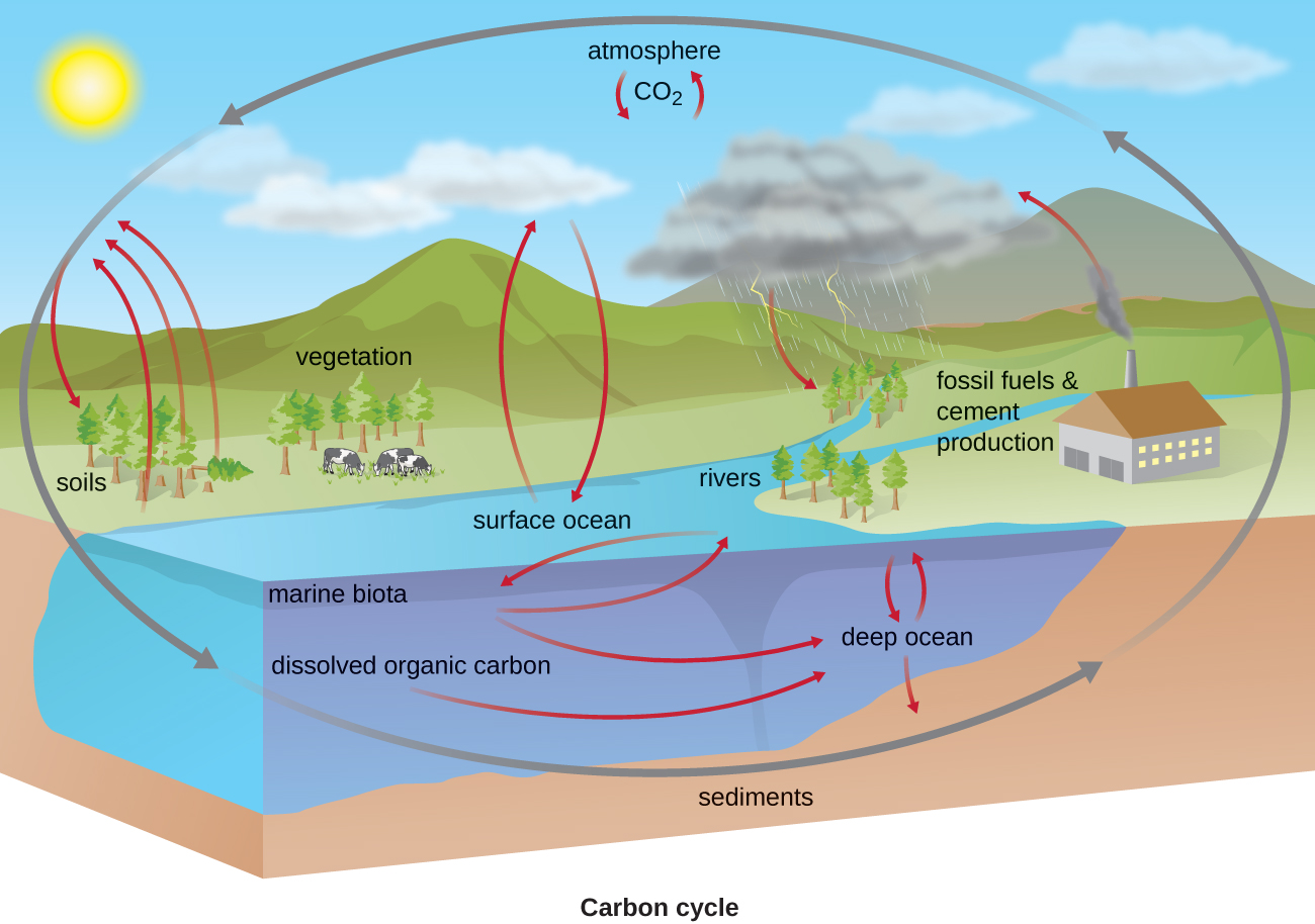 Фф большой круговорот. Carbon Cycle co2. Геохимический цикл углерода. Biogeochemical Cycle. Sulfur Cycle.