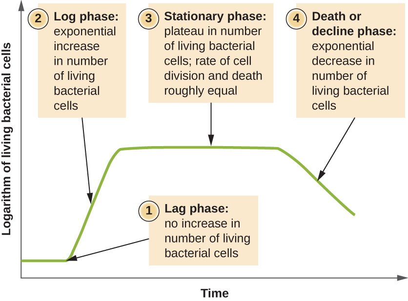 A graph with time on the X axis and logarithm of living bacterial cells on the Y axis. The line of the graph begins towards the bottom of the Y axis and is flat for a short time. This is labeled 1) lag phase: no increase in number of living bacterial cells. Next the line slopes upwards. This is labeled Log phase: exponential increase in number of living bacterial cells. Next the line flattens again. This is labeled 3) Stationary phase: plateau in number of living bacterial cells; rate of cell division and death roughly equal. Final the line slopes downwards. This is labeled 4) Death or decline phase: exponential decrease in number of living bacterial cells.