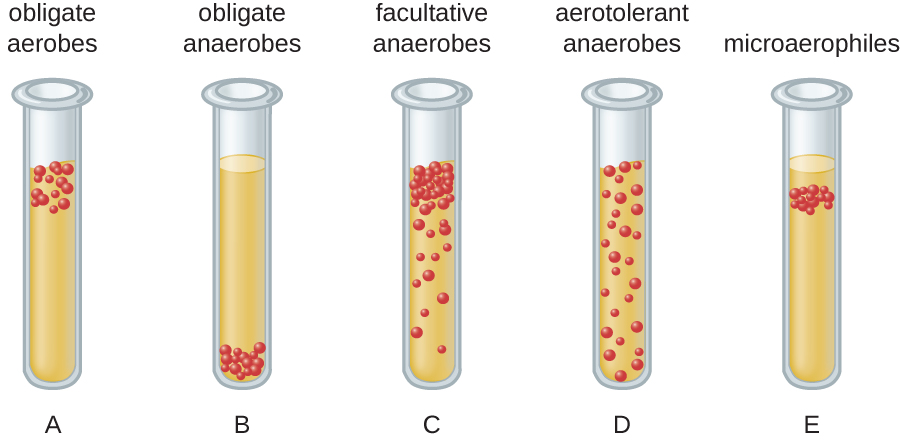 oxygen-requirements-for-microbial-growth-microbiology