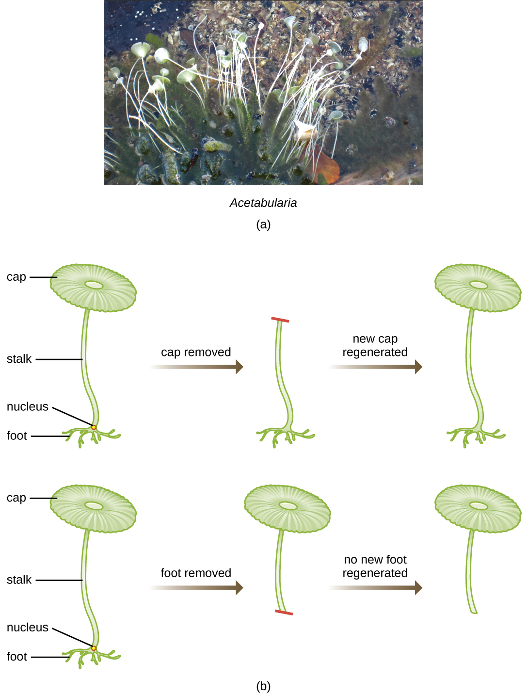 acetabularia experiment unterricht