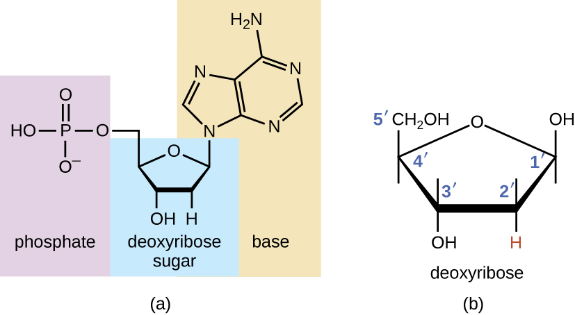 a) At the center of a deoxyribonucleotide is a deoxyribose sugar. This is a pentagon shape with O at the top and H attached to the bottom right Carbon and OH attached to the bottom right Carbon. Attached to the upper left carbon is a phosphate group which consists of a Phosphate attached to 4 oxygens. Attached to the upper right carbon of the sugar is a base which consists of 1 or 2 rings that contain both carbon and nitrogen. B) A more detailed drawing of deoxyribose. This is a pentagon shaped structure with oxygen at the top corner.  Moving clockwise, the upper right corner has a carbon labeled 1-prime. There is an OH attached to this carbon. The bottom right carbon is labeled 2-prime and has an H attached to it. The bottom left carbon is labeled 3-prime and has an OH group attached to it. The upper left carbon is labeled 4-prime and has CH2OH attached. This last carbon is labeled 5-prime.