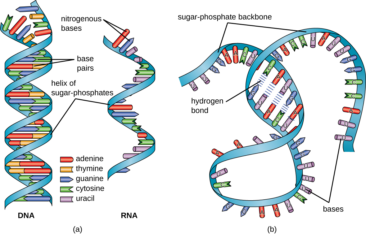 Structure and Function of RNA · Microbiology