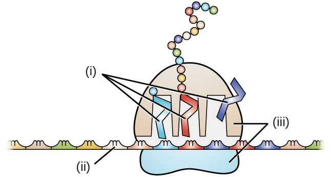 A long strand is labeled ii. A small oval is attached to the bottom of this strand; and a large dome to the top. These two structures together are labeled iii. Smaller rectangles sit inside the large dome and are attached to small segments of the long strand. These rectangles are labeled i.