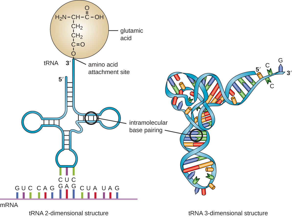 Structure and Function of RNA · Microbiology