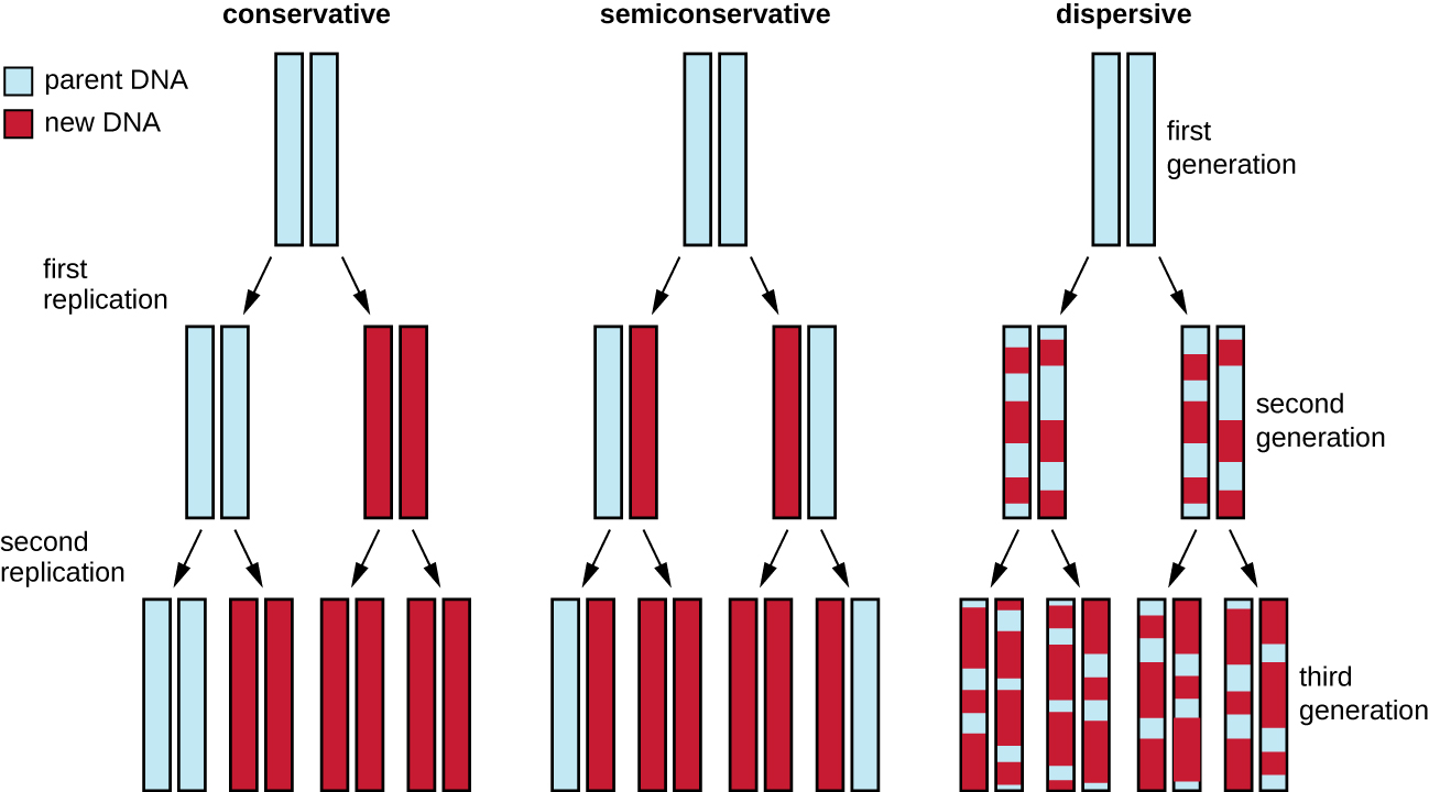 dna-replication-microbiology