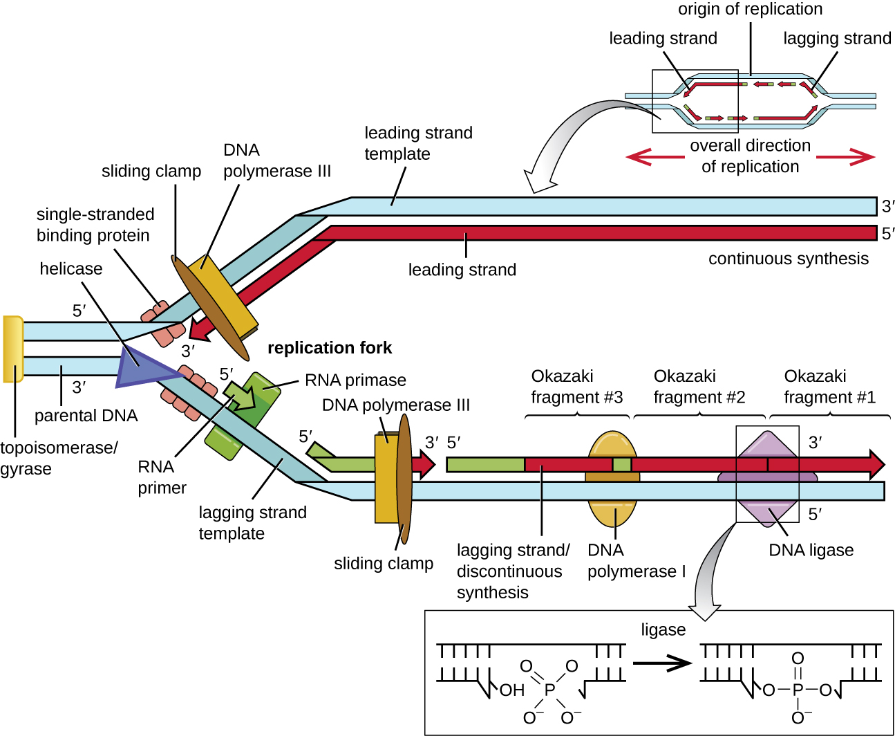 Diagram Of Double Stranded Dna