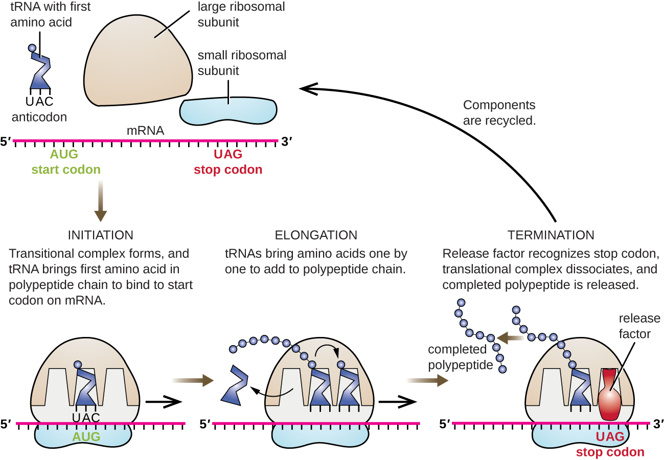 protein-synthesis-translation-microbiology