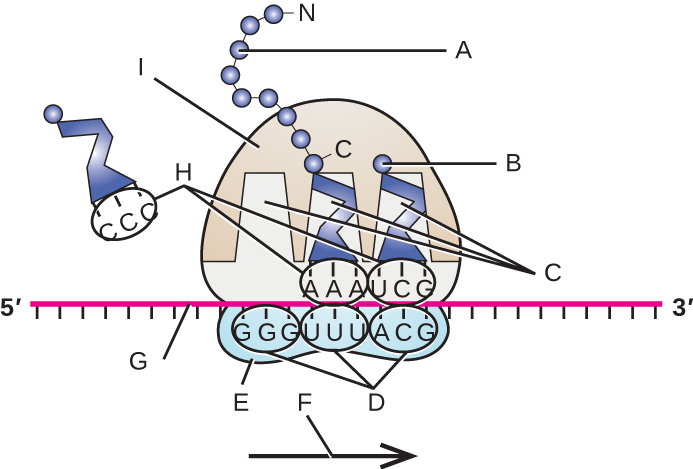 A long line at the bottom has many letters on it and is labeled G. Each set of 3 letters is circles and labeled D. Attached to this is a large dome (I) and a small oval (3). Attached to one group of 3 letters is a rectangle 9labeled C); the 3 letters at the bottom of the rectangle are labeled H. A circle at the end of the rectangle is labeled B. The rectangle in the center of the dome labeled I has a long chain of circles attached to it labeled A. An arrow at the bottom points to the right and is labeled F.