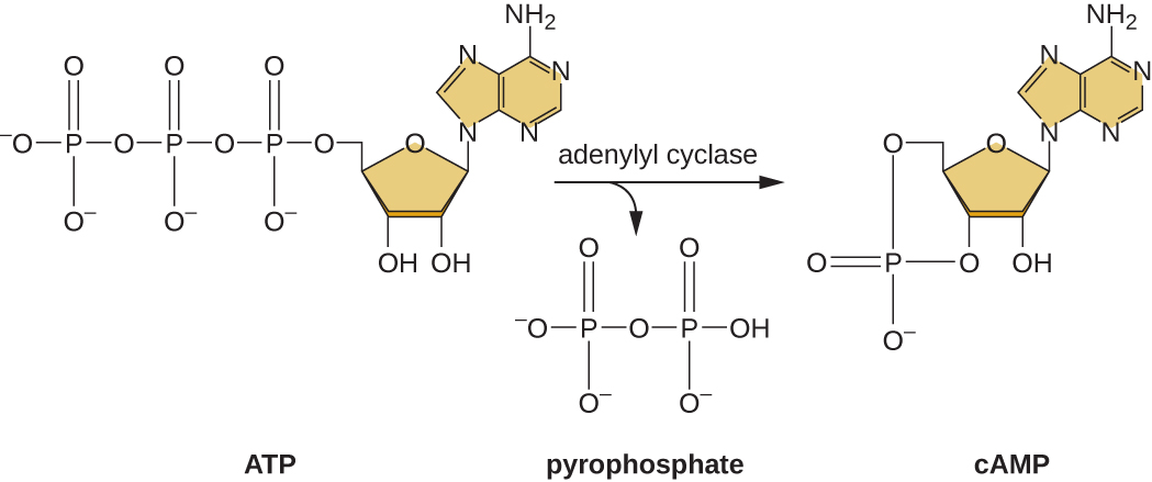 ATP contains 3 phosphate groups. Adenylyl cyclase removes two of these phosphate groups. The remaining phosphate group is linked into the sugar to make cAMP. Cyclic AMP is made of a ribose sugar with oxygens at both carbons 2 and 3 (the carbons at the bottom of the pentagon). The oxygen bound to carbon 3 is also bound to the phosphorus. Similarly, the oxygen bound at carbon 5 was already bound to the phosphorus. This forms a ring where the phosphorus is linked with an oxygen to both carbons 3 and 5.