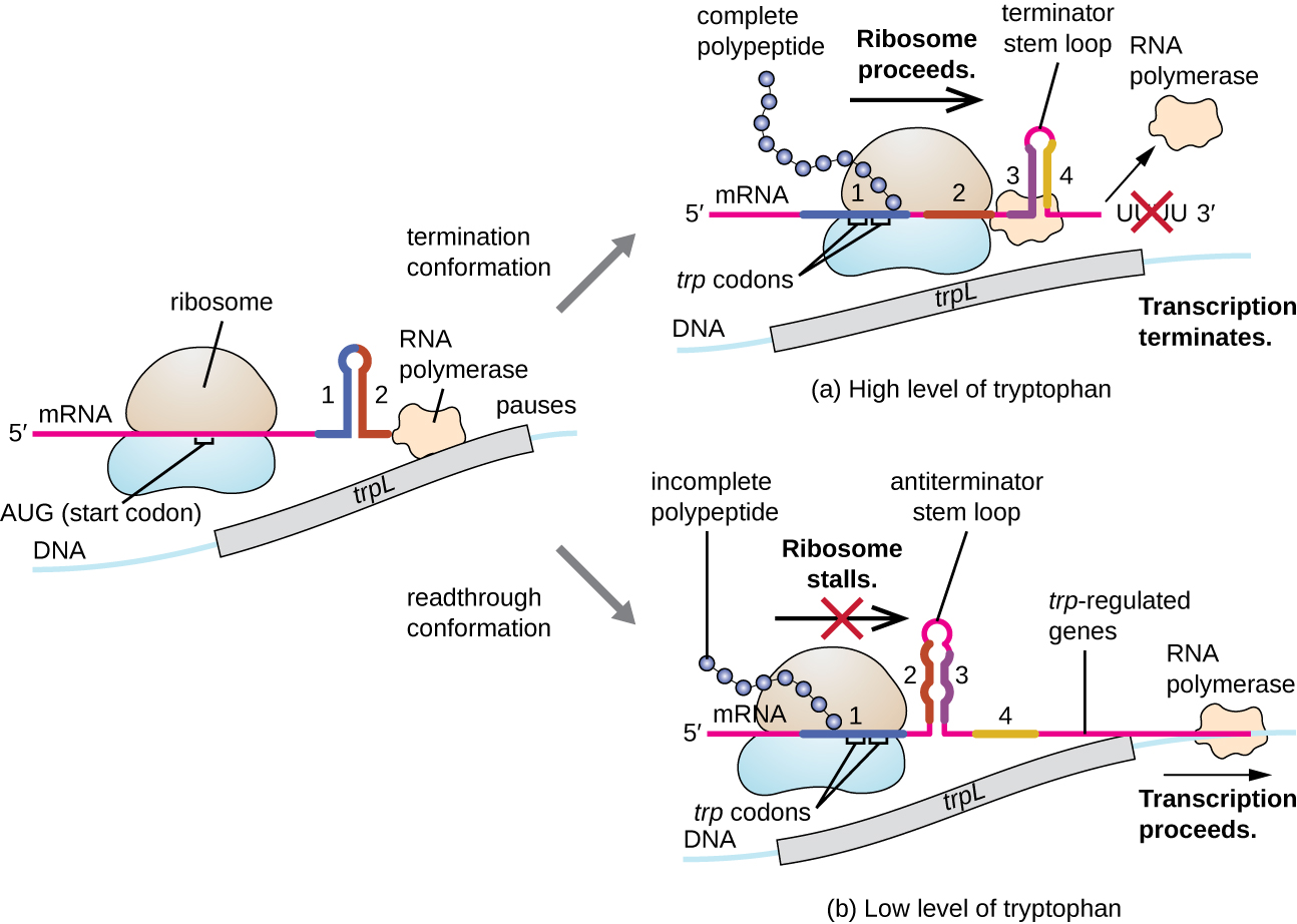 a) At high level of tryptophan a complete polypeptide is made from mRNA regions 1 and 2. Regions 3 and 4 form a terminator stem loop and RNA polymerase stops transcription. B) At low levels of tryptophan an incomplete polypeptide is produced from region 1. Regions 2 and 3 form an antiterminator stem loop which causes the ribosome to stall. This allows RNA polymerase to transcribe the trp regulated genes.