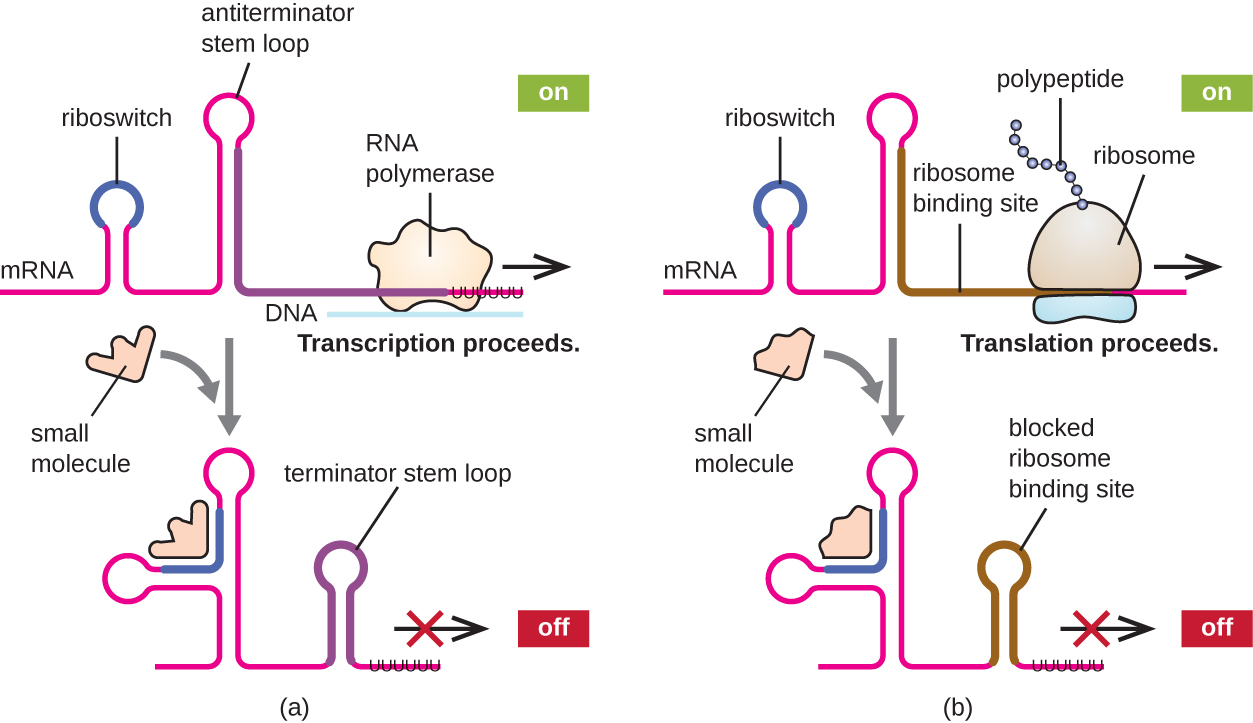 Gene Regulation Operon Theory · Microbiology