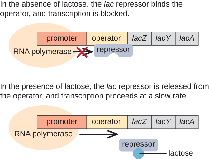 A diagram of the lac operon. The top image shows what occurs in the absence of lactose. In the absence of lactose, the lac repressor binds the operator and transcription is blocked. The repressor is not bound to lactose but is bound to the operator. RNA polymerase is bound to the promoter but is blocked from transcription by the repressor. The bottom image shows the presence of lactose. In the presence of lactose, the lac repressor is released from the operator and transcription proceeds at a slow rate. The image shows lactose bound to the repressor which is no longer bound to the operator. RNA polymerase is bound to the promoter and an arrow indicates that transcription is occurring.