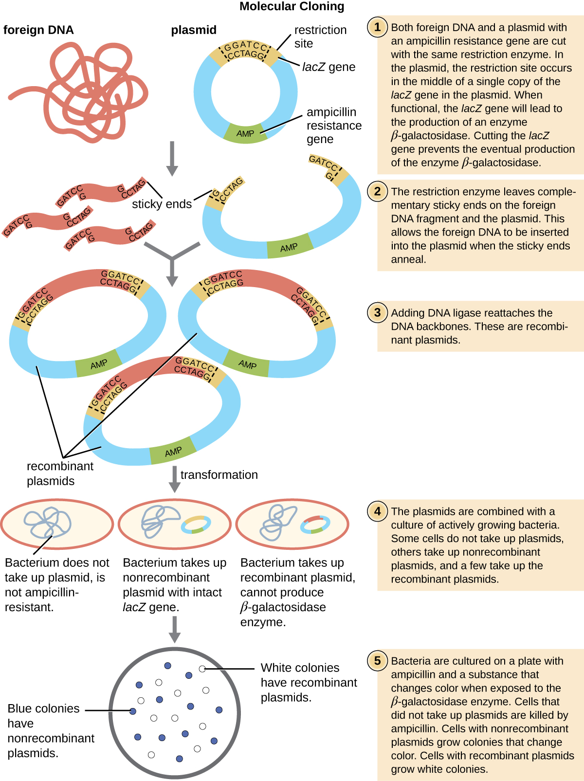 Process Of Genetic Cloning Cloning Fact Sheet DYNF