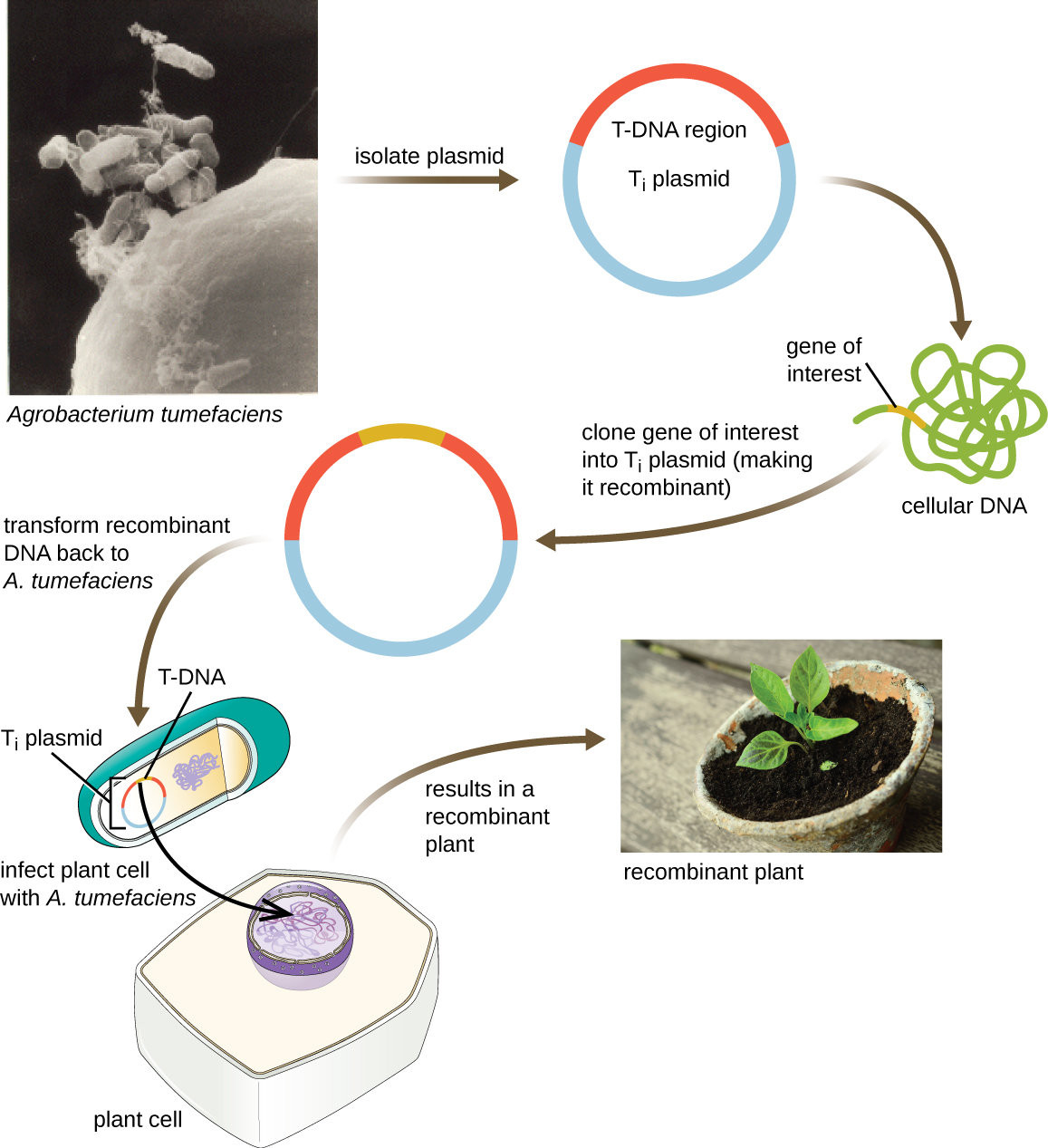 Microbes and the Tools of Engineering · Microbiology