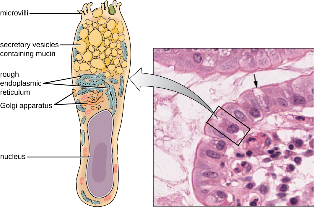 Physical Defenses · Microbiology