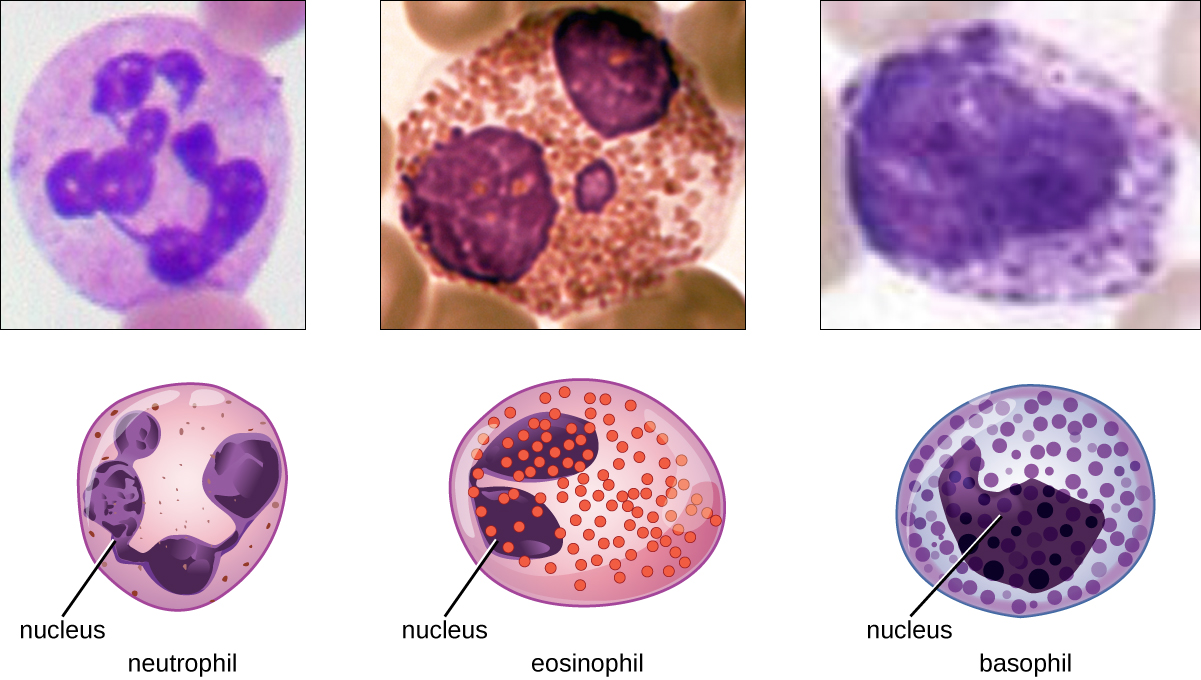 Eosinophiles Prise De Sang