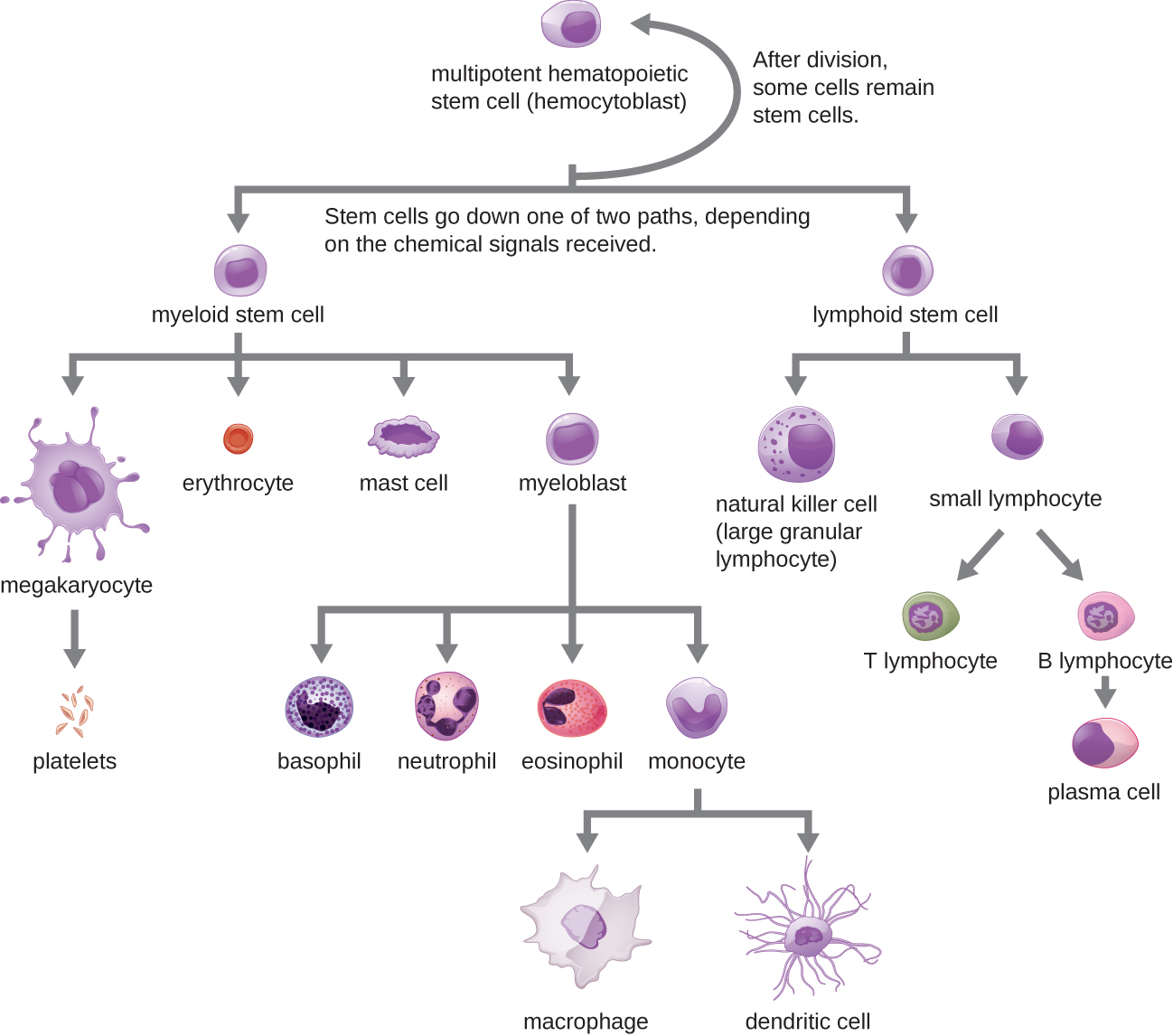 Cellular Defenses · Microbiology