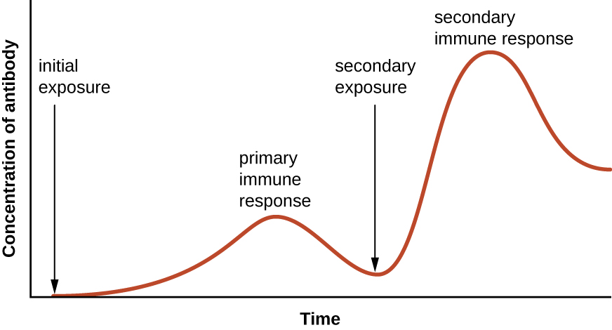 Overview of Specific Adaptive Immunity · Microbiology