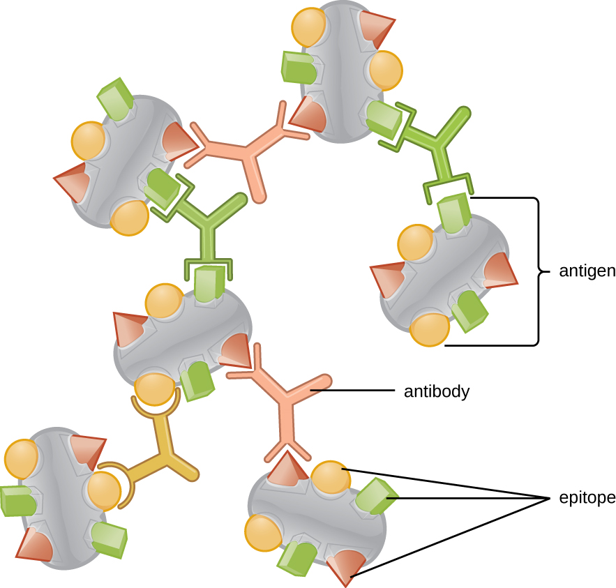 Overview of Specific Adaptive Immunity · Microbiology