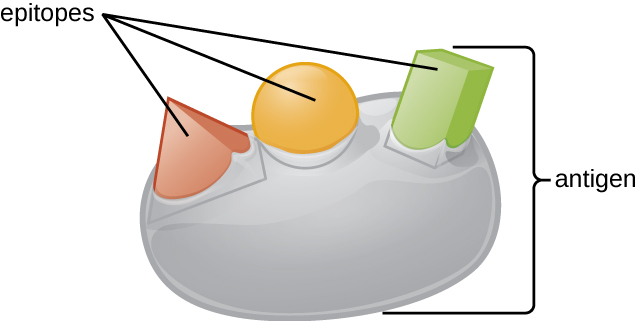 A drawing of an antigen as a large sphere with different shapes on the surface labeled epitopes.