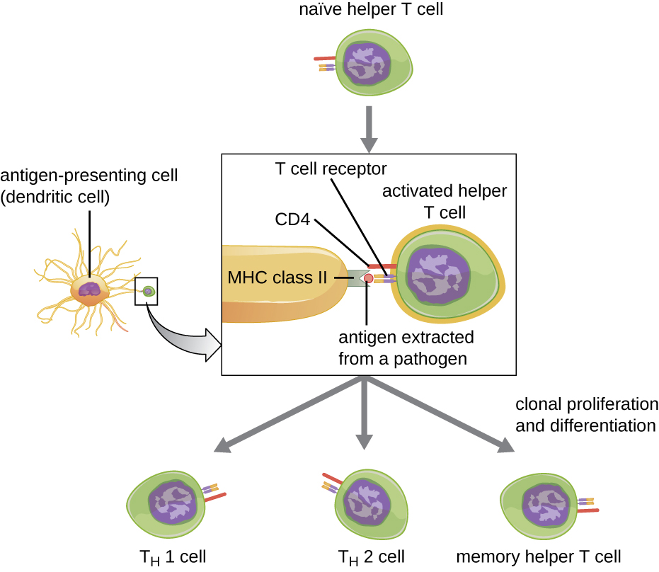 T Lymphocytes And Cellular Immunity · Microbiology