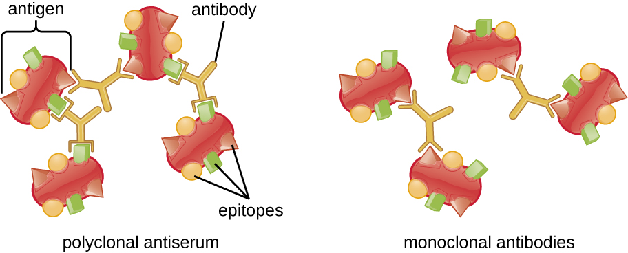 detecting-antigen-antibody-complexes-microbiology