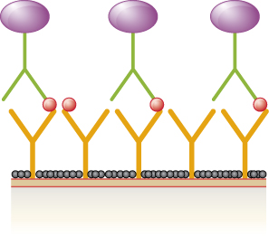 Ys are attached to a surface. The space between the Ys is covered in a black layer. A circle is attached to each Y. Another Y with a large purple circle is attached to each of the smaller circles which are attached to the Ys attached to the surface.