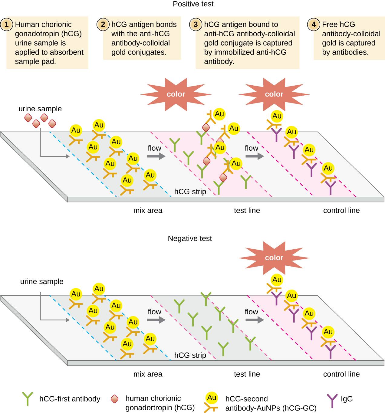 A diagram showing lateral flow test of a urine sample. The top panel shows a positive test and the bottom shows a negative test. In both a urine sample is added; in the positive sample there are antigens present. The label reads hCG urine sample is applied to absorbent sample pad. In both cases the urine sample flows across the test area. The first region is a mix area that contains hCG-second antibody-AuNPs (hCG-GC). These then flow across the hCG strip in both samples. Next, we reach the test line. Here there are antibodies that bind the antigens in the positive sample but bind nothing in the negative sample. In the positive sample the hCG-GC also bind to the antigen, forming an antibody sandwich around the antigen. The presence of the hCG-GC causes a color change here in the positive sample but not in the negative sample.  Finally, the control line contains antibodies that bind the hCG-GC directly; so these bind in both the positive and negative samples. The control line turns a color in both.