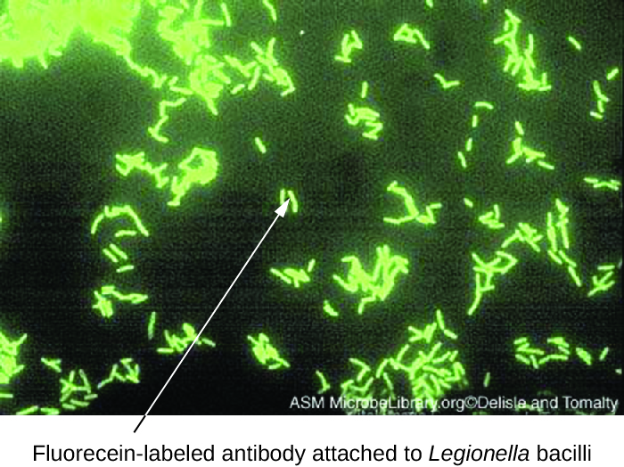 A micrograph with glowing green rods labeled fluorescein-labeled antibody attached to Legionella bacilli.