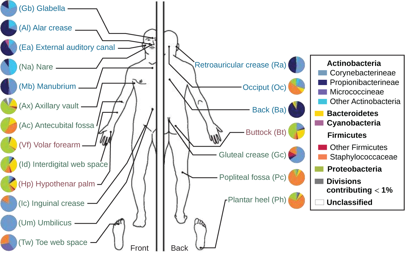 anatomy-and-normal-microbiota-of-the-skin-and-eyes-microbiology