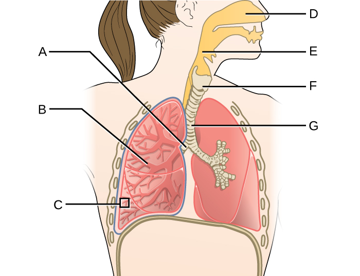 Diagram of respiratory system. D is the space in the nose this leads to E (a tube behind  the mouth). This leads to G (a cartilage ringed tube that leads to the lungs). F is a larger region just above G. G branches into 2 tubes labeled A, these branch and branch again to become B. The very end of B is C.