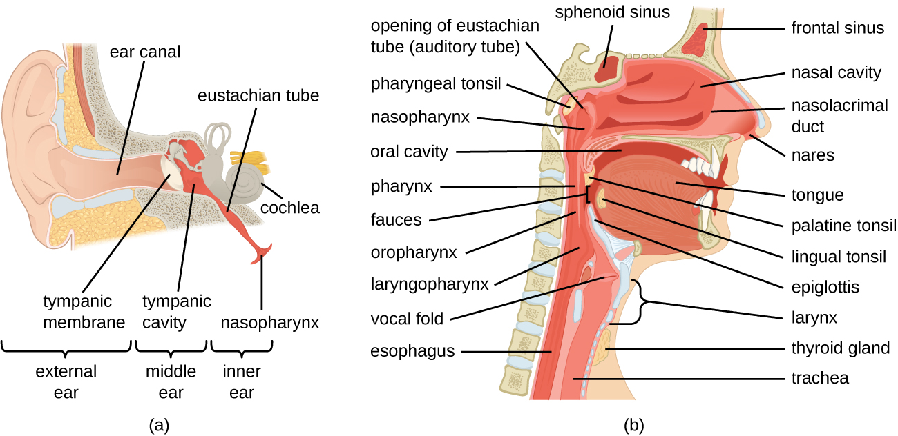 Anatomy and Normal Microbiota of the Respiratory Tract · Microbiology