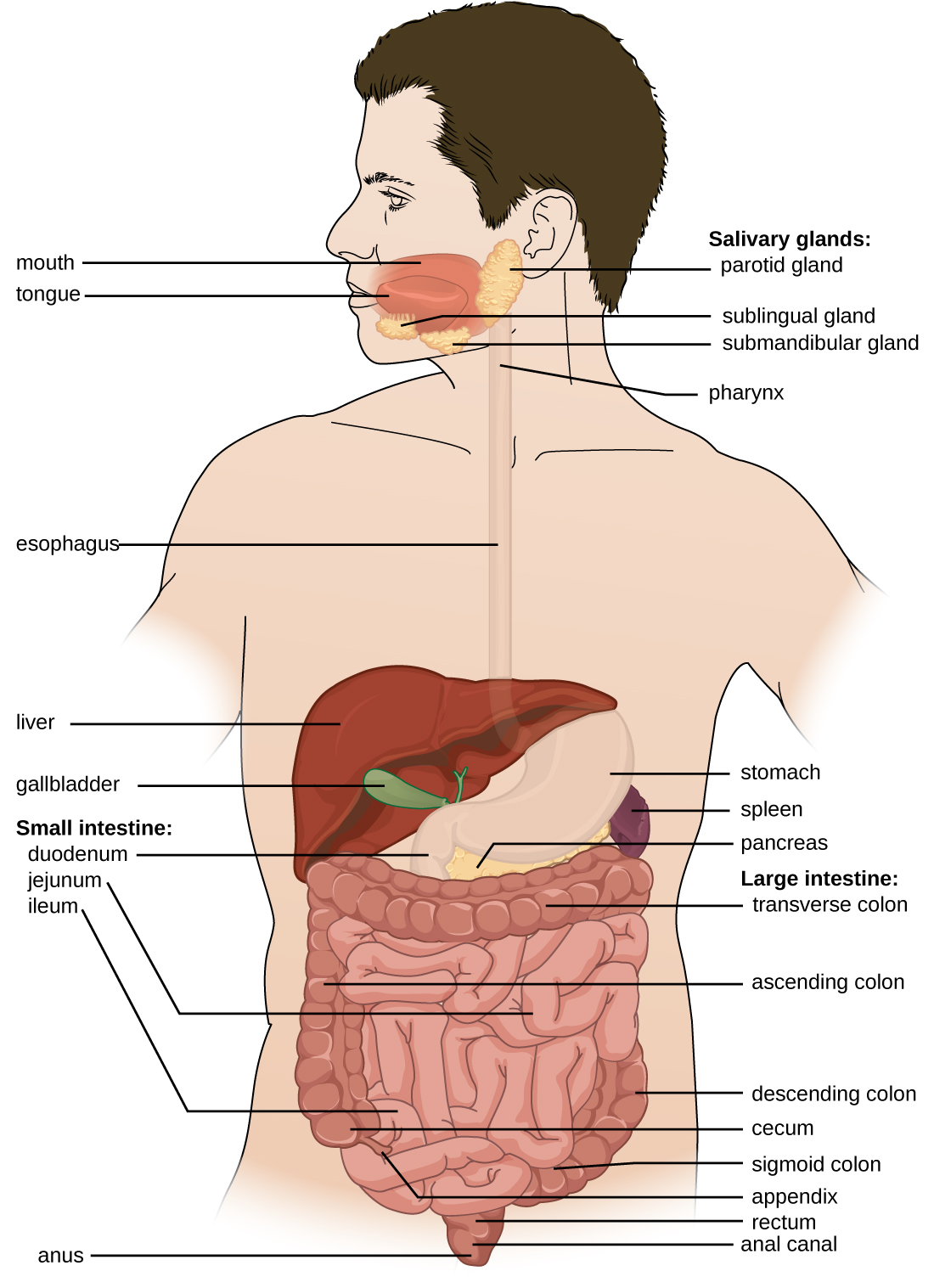 human spleen diagram