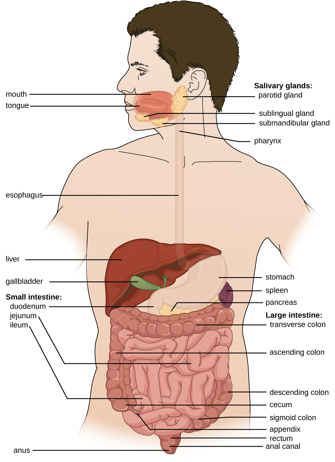 Human Spleen Diagram