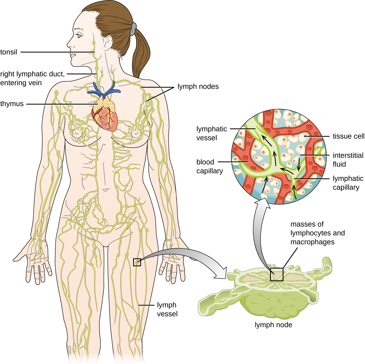Anatomy Of The Circulatory And Lymphatic Systems Microbiology