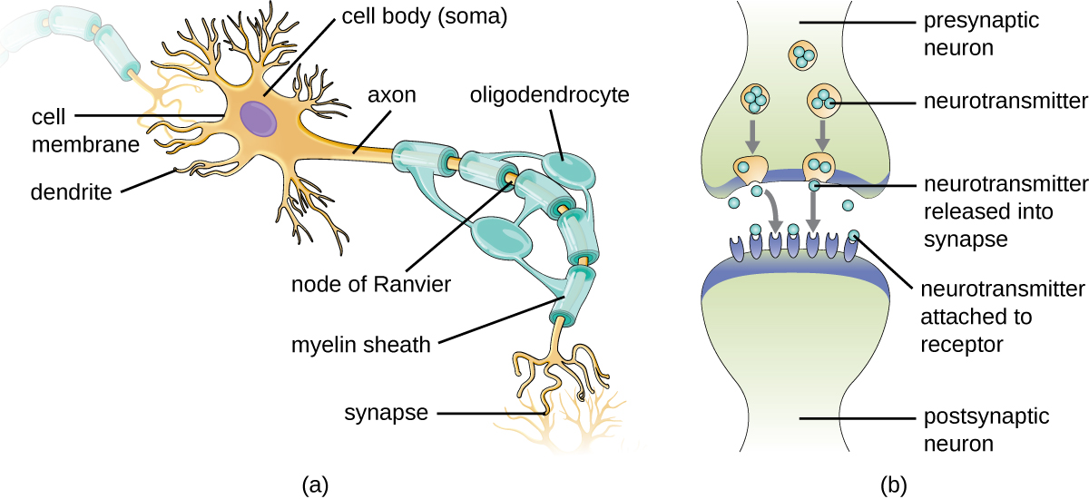 Anatomy of the Nervous System · Microbiology