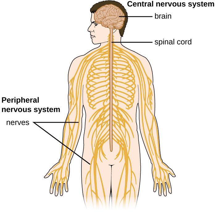 Nervous System Diagram Unlabeled / Unlabeled Brain Diagram - Wiring