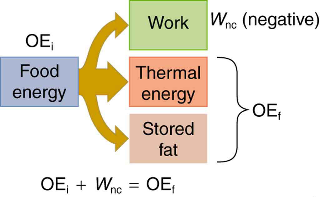 Work Energy And Power In Humans Physics