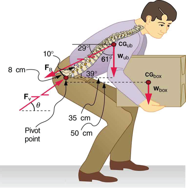 Forces and Torques in Muscles and Joints · Physics